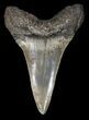 Fossil Mako Shark Tooth - Georgia #42277-1